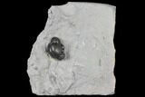 Bargain, Wide, Enrolled Eldredgeops Trilobite - New York #132435-1
